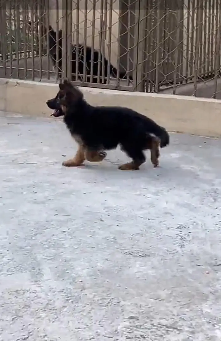 German Shepherd long coat puppies for sale my WhatsApp 03440066156