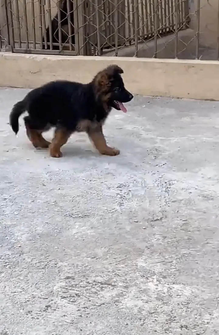German Shepherd long coat puppies for sale my WhatsApp 03440066156 — photo 2