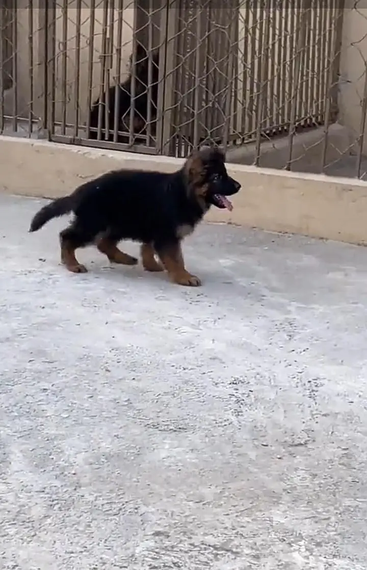 German Shepherd long coat puppies for sale my WhatsApp 03440066156 — photo 3