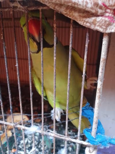 intrusted person contact me pair parrot
