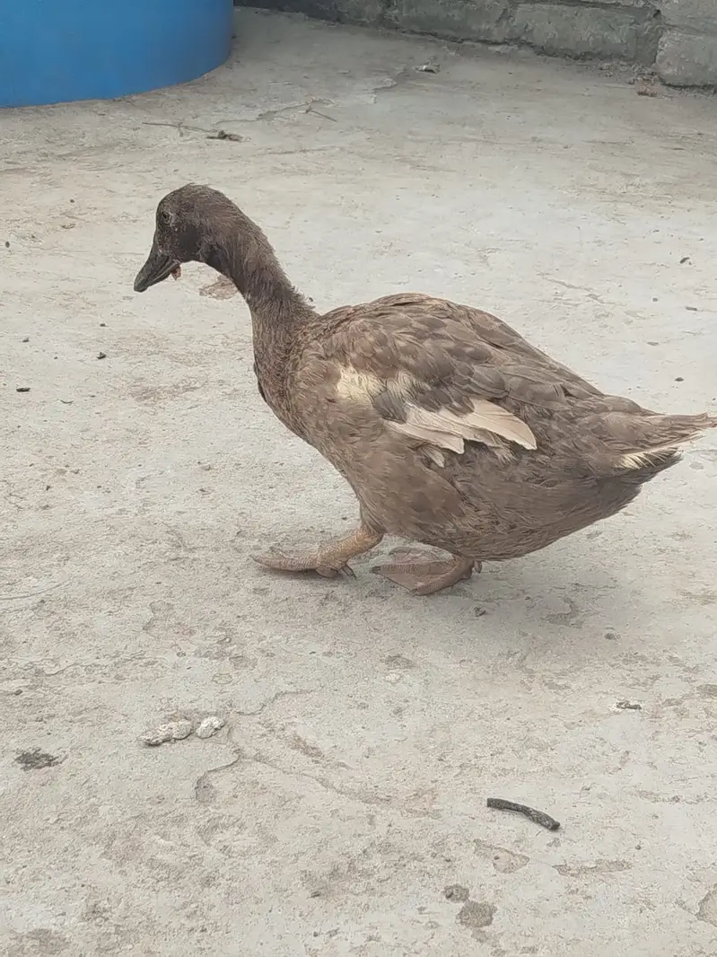 Breader Pair of Duck for Urgent Sale — photo 2