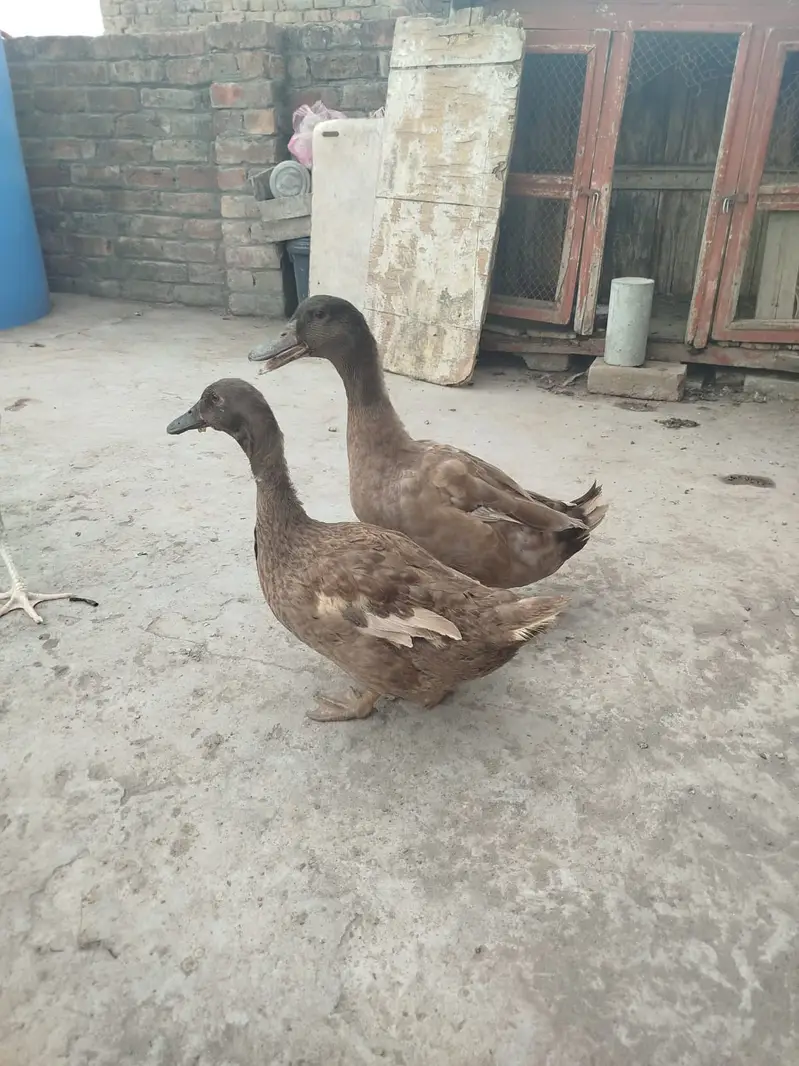 Breader Pair of Duck for Urgent Sale