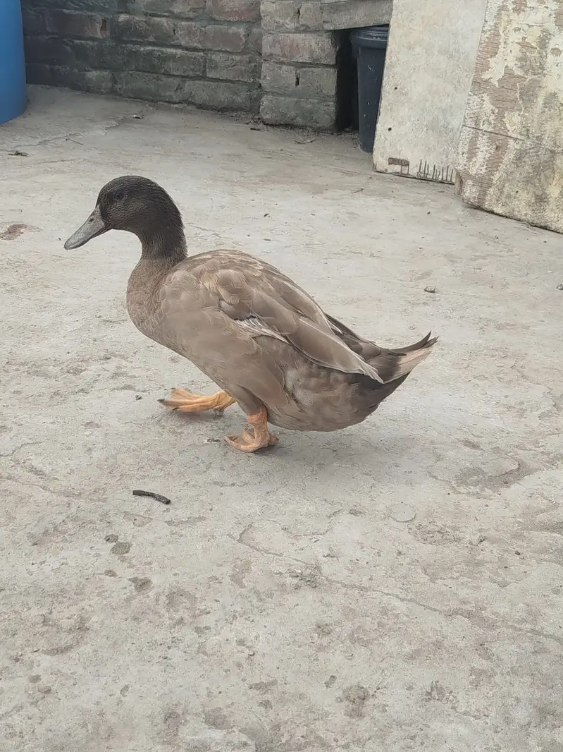 Breader Pair of Duck for Urgent Sale — photo 3