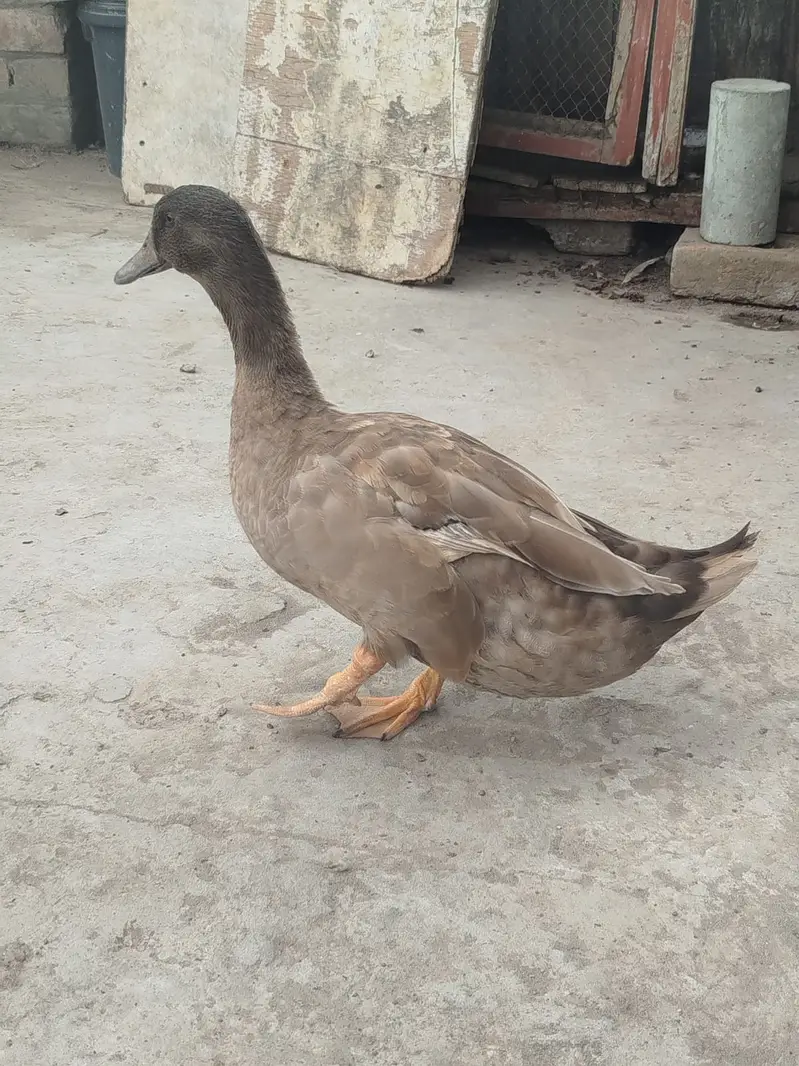 Breader Pair of Duck for Urgent Sale — photo 4