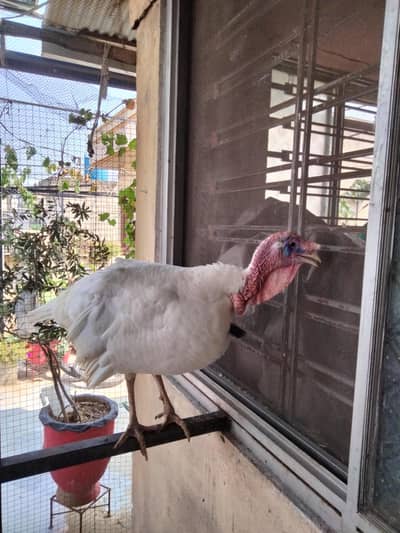 Male turkey   for sale