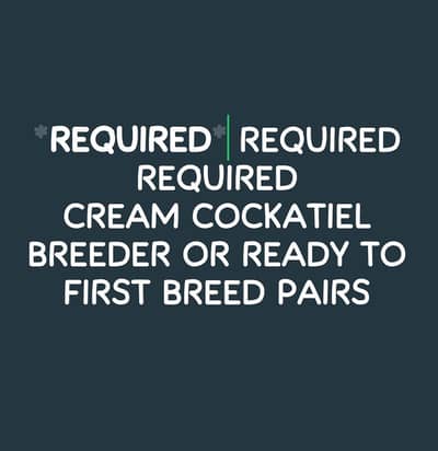 Required Cream Cockatiel