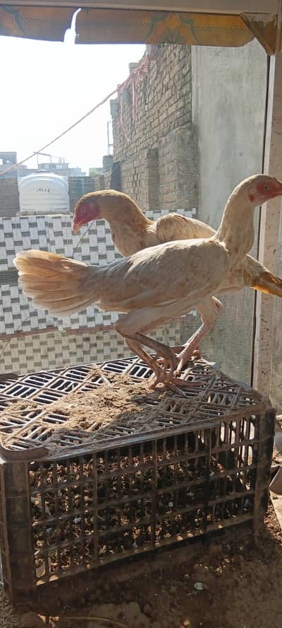 Aseel pathi