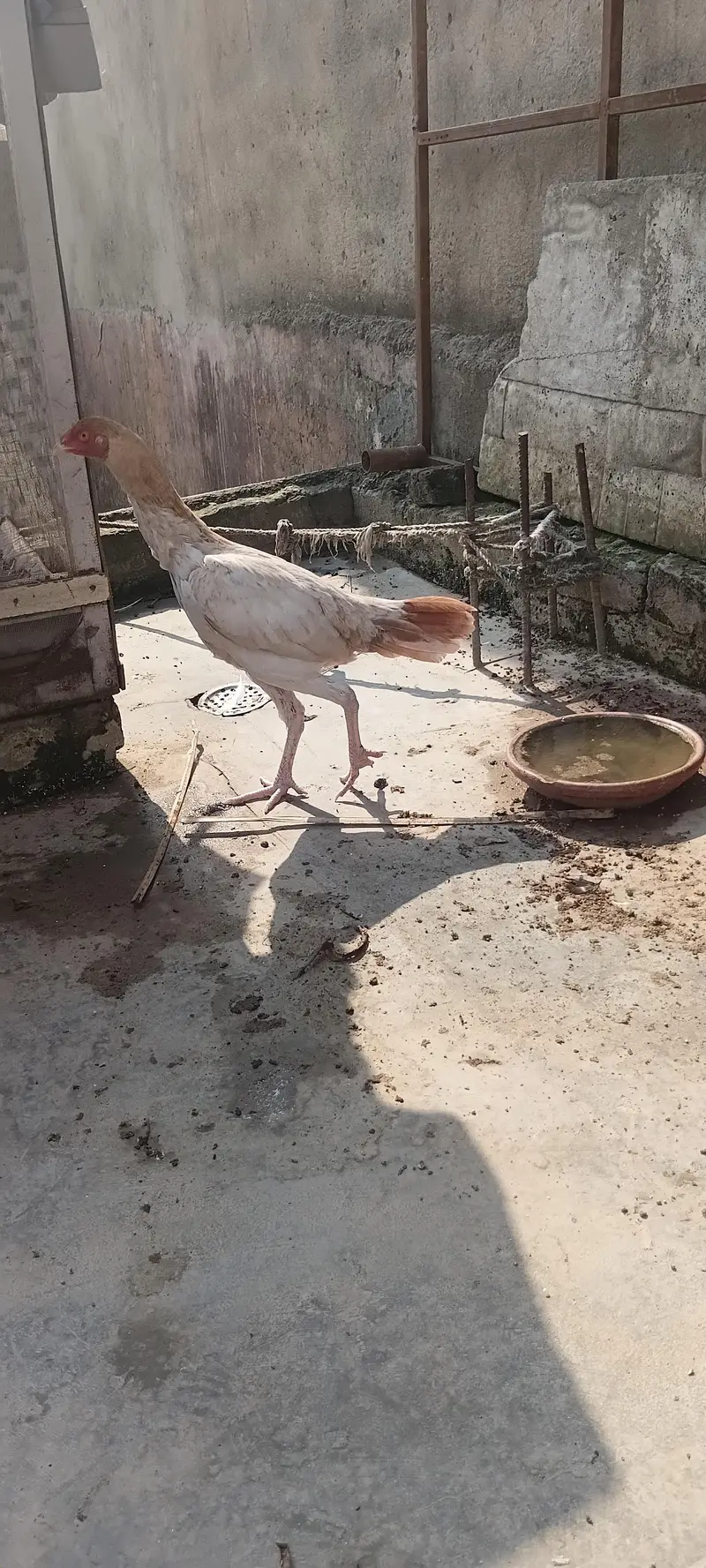 Aseel pathi — photo 2