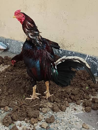 Top Quality Pure Aseel Pair For Sale - Mushka Murgha + Madi