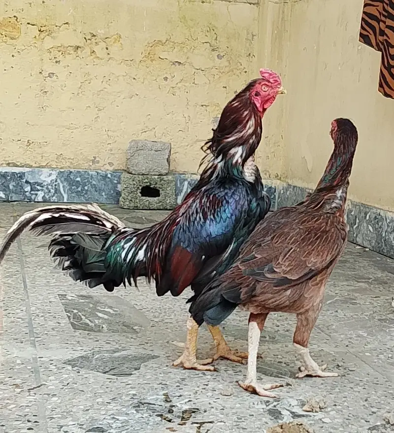 Top Quality Pure Aseel Pair For Sale - Mushka Murgha + Madi — photo 2