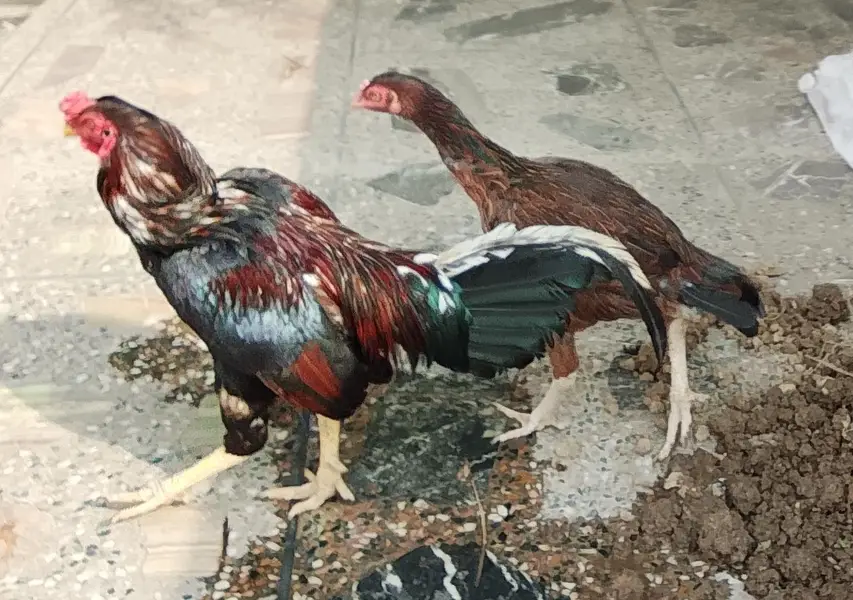 Top Quality Pure Aseel Pair For Sale - Mushka Murgha + Madi — photo 3
