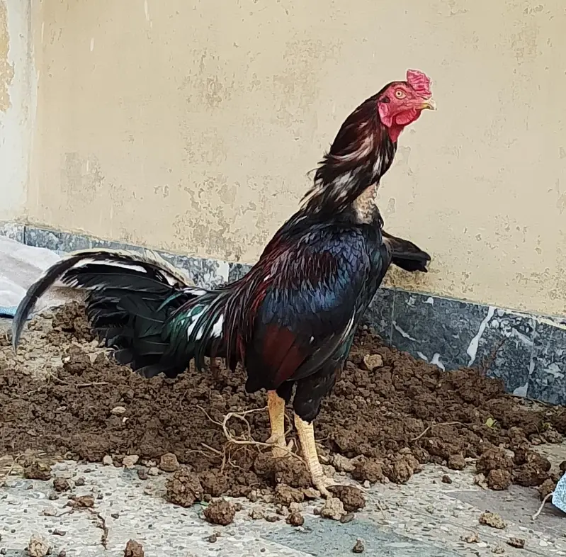 Top Quality Pure Aseel Pair For Sale - Mushka Murgha + Madi — photo 4