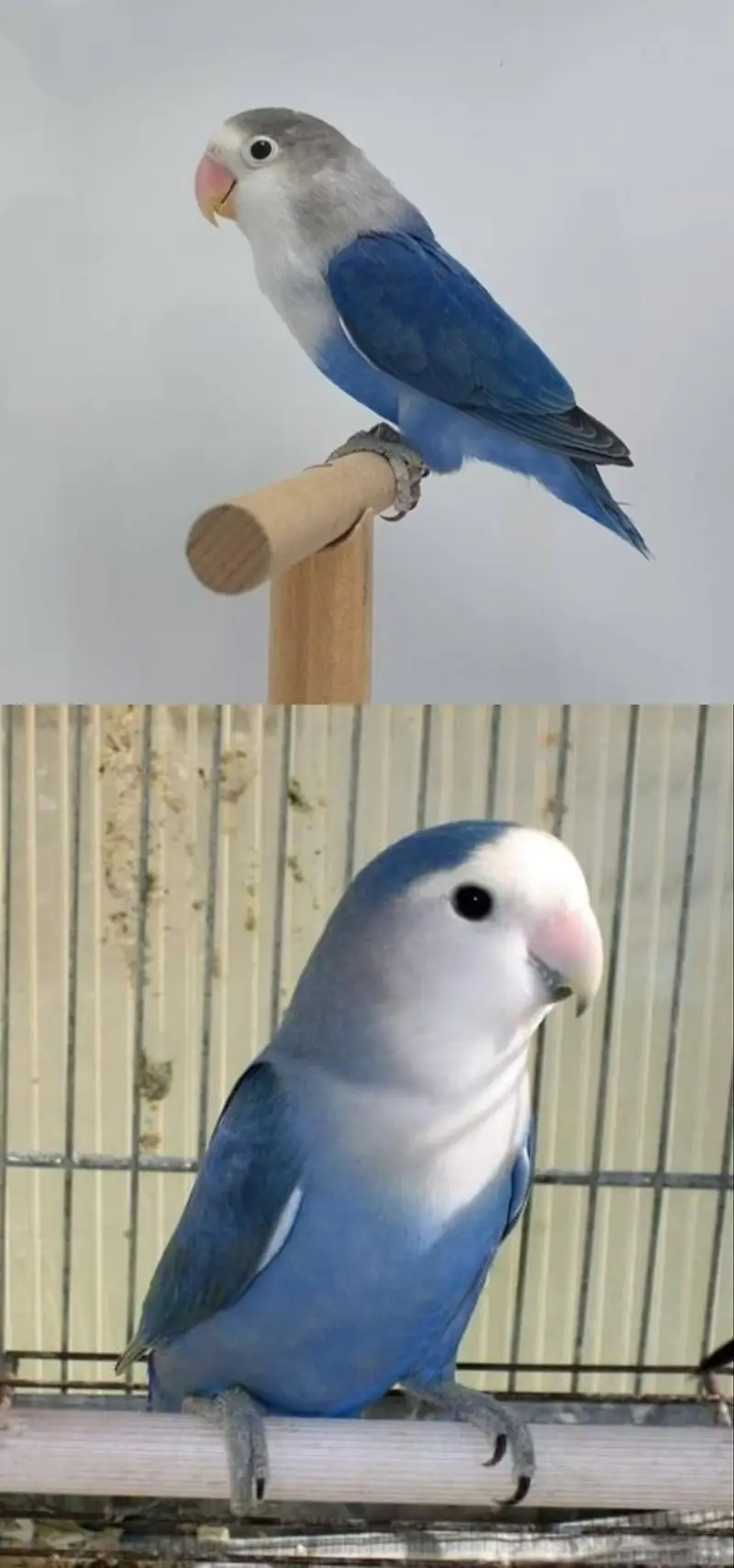 love bird 03110157959