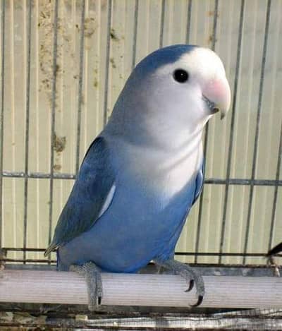 love bird 03110157959
