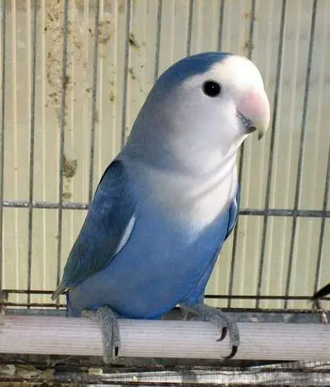 love bird 03110157959 — photo 2