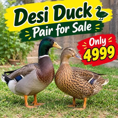 desi duck pair