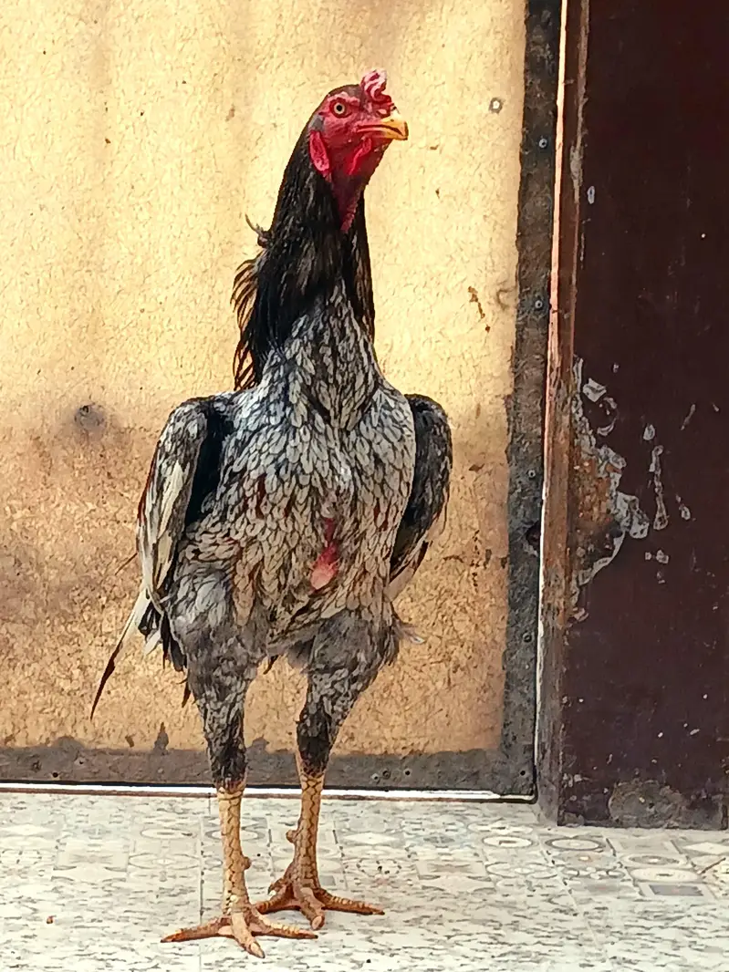 Aseel Murga — photo 2