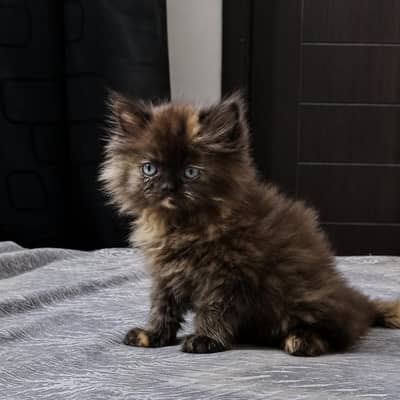 pure persian kitten triple coated