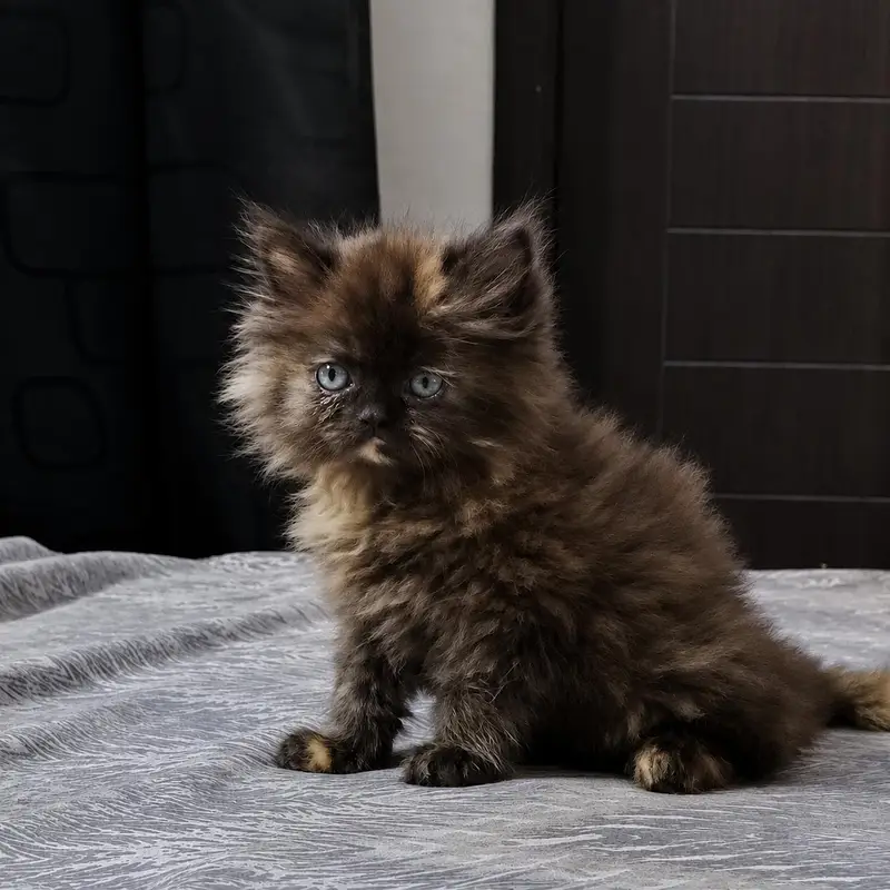 pure persian kitten triple coated