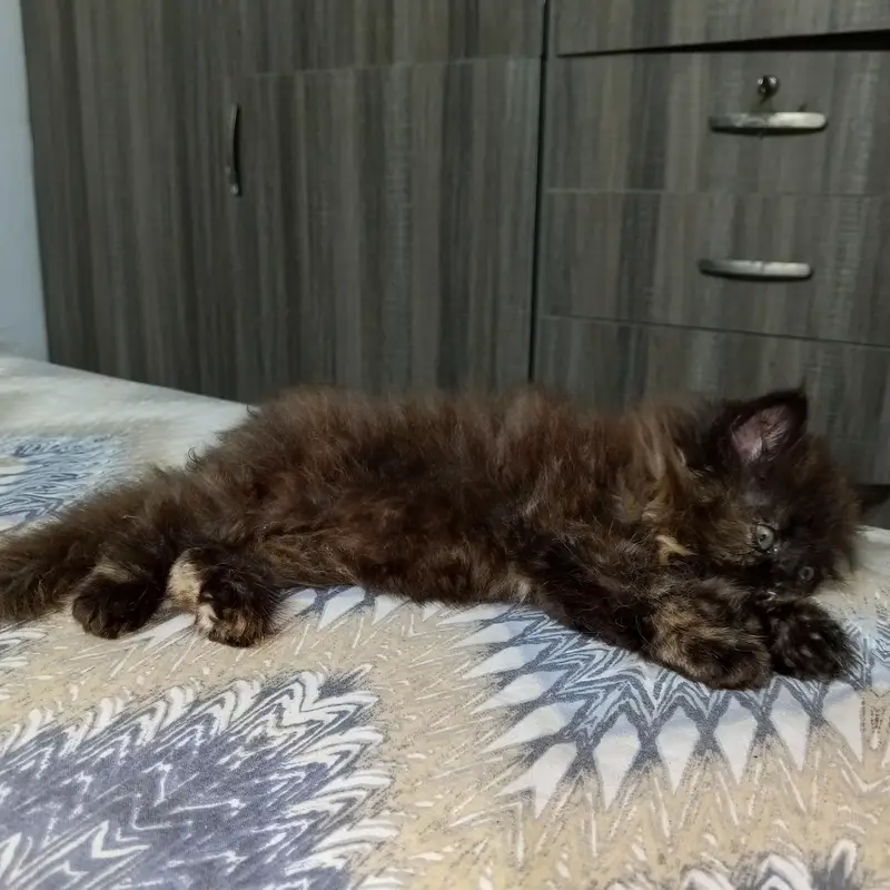 pure persian kitten triple coated — photo 2