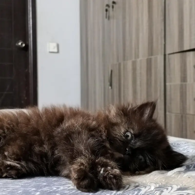 pure persian kitten triple coated — photo 3