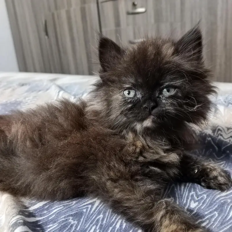 pure persian kitten triple coated — photo 4