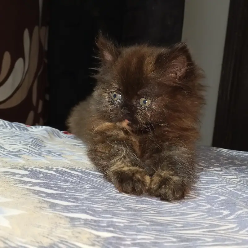 pure persian kitten triple coated — photo 5
