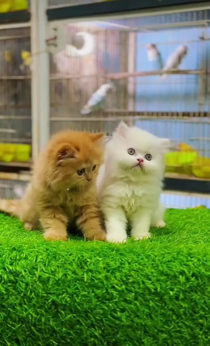 Persian kitten triple cot. for sale my WhatsApp:03440066156