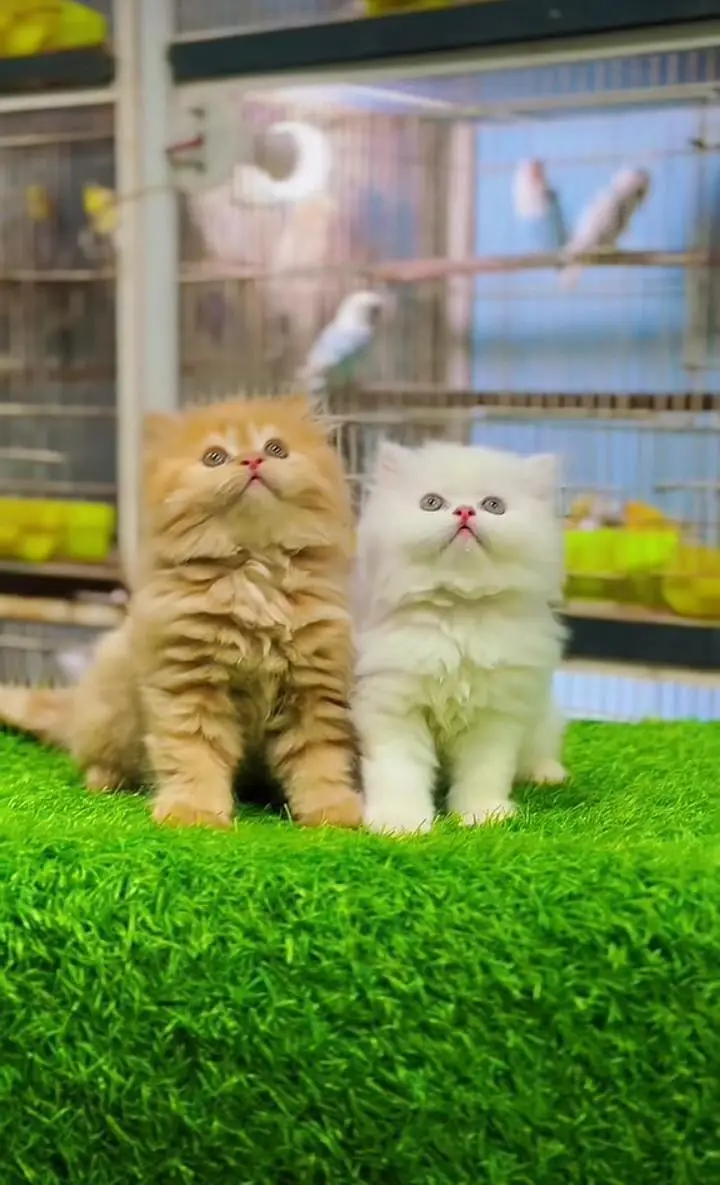 Persian kitten triple cot. for sale my WhatsApp:03440066156 — photo 2