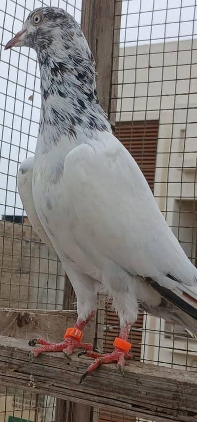 Highflyer pigeon