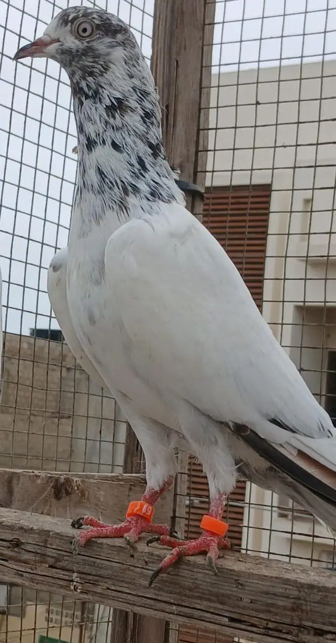 Highflyer pigeon — photo 2