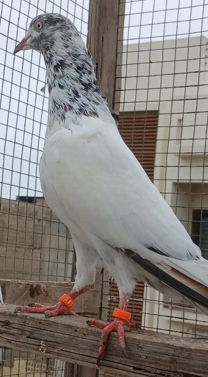 Highflyer pigeon — photo 3