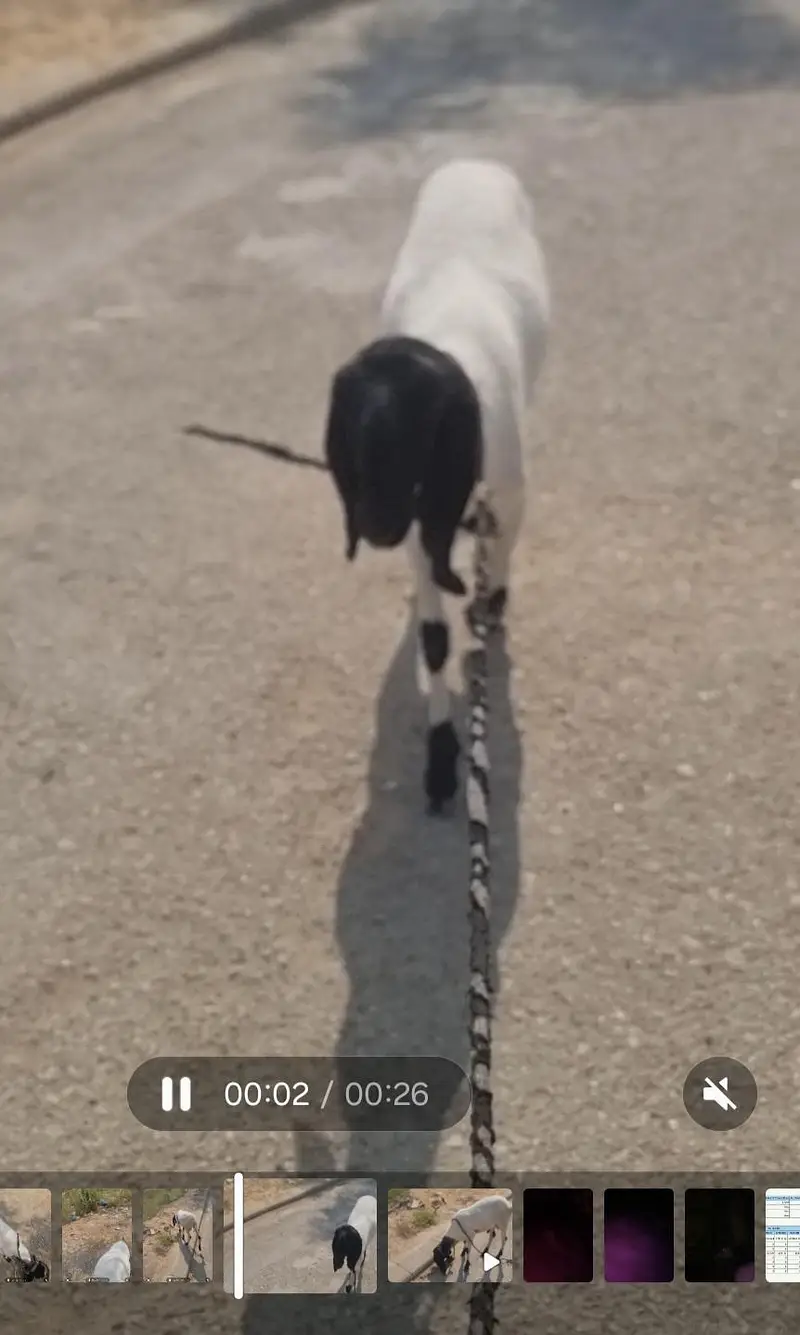 Dumba | black dumba | chatra | desi chatra | goat | bkra for sale — photo 2