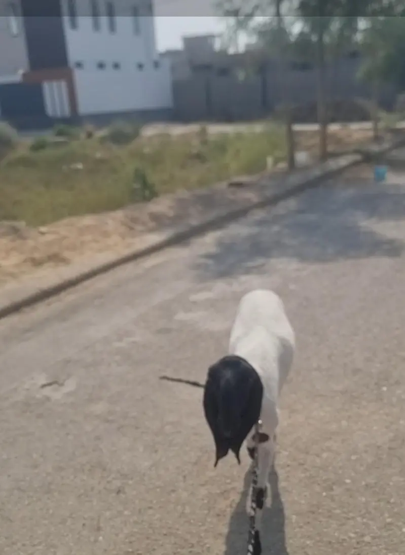 Dumba | black dumba | chatra | desi chatra | goat | bkra for sale — photo 3