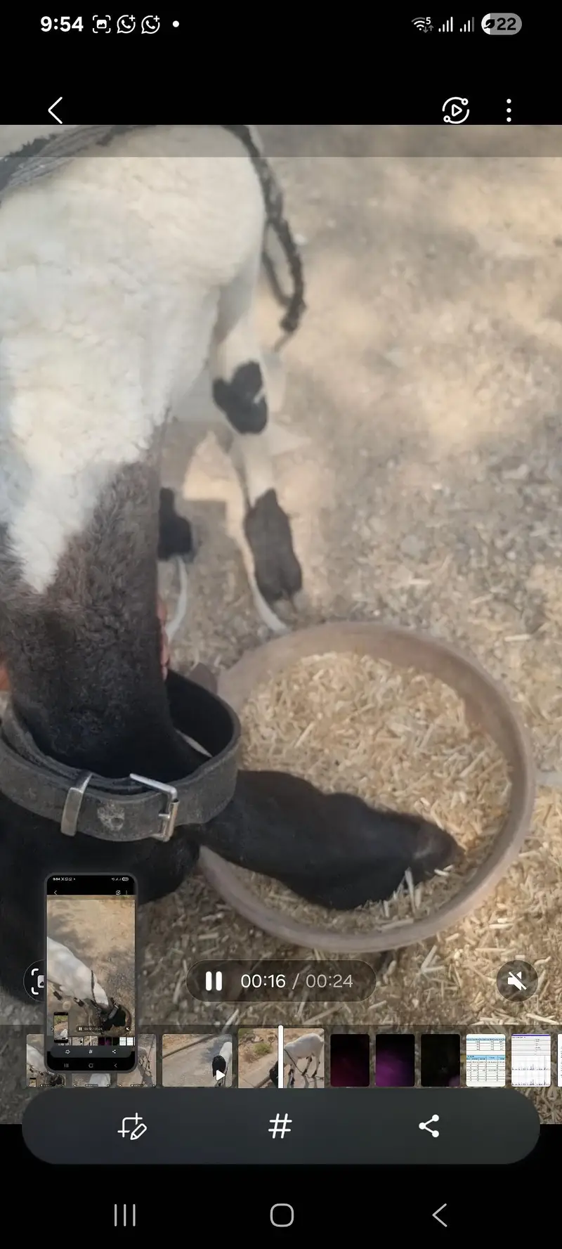 Dumba | black dumba | chatra | desi chatra | goat | bkra for sale — photo 4