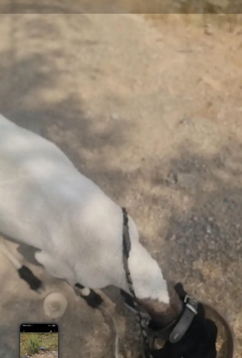 Dumba | black dumba | chatra | desi chatra | goat | bkra for sale — photo 5