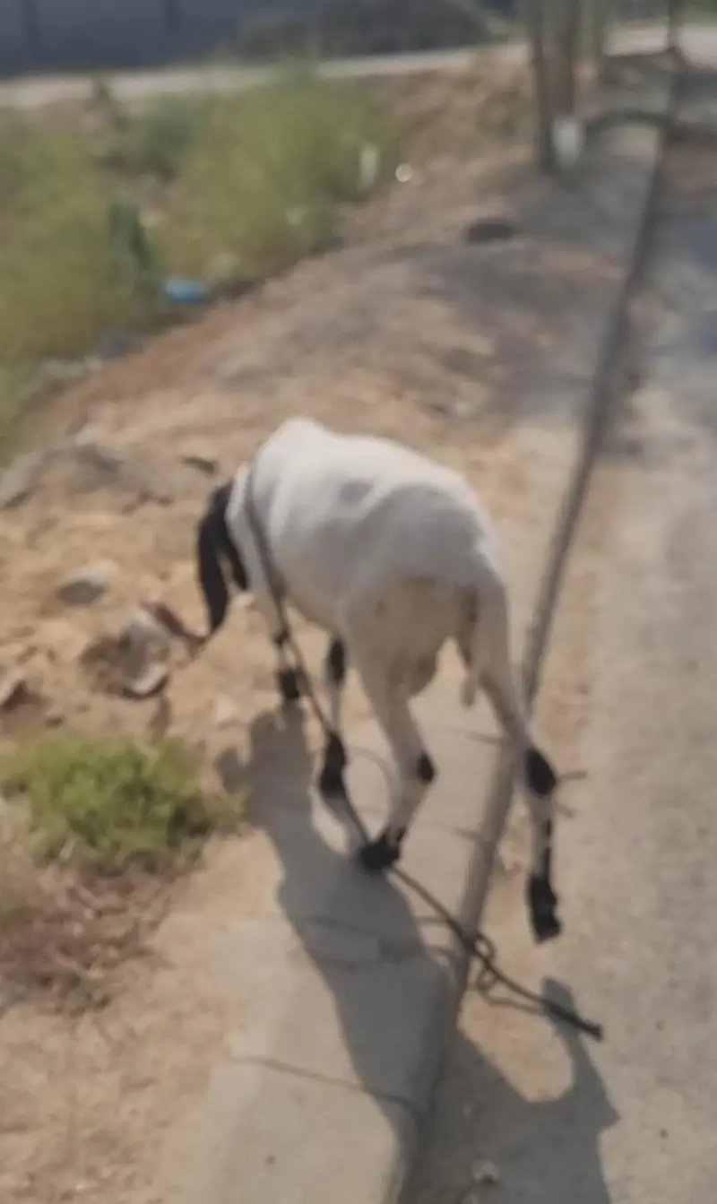 Dumba | black dumba | chatra | desi chatra | goat | bkra for sale — photo 6