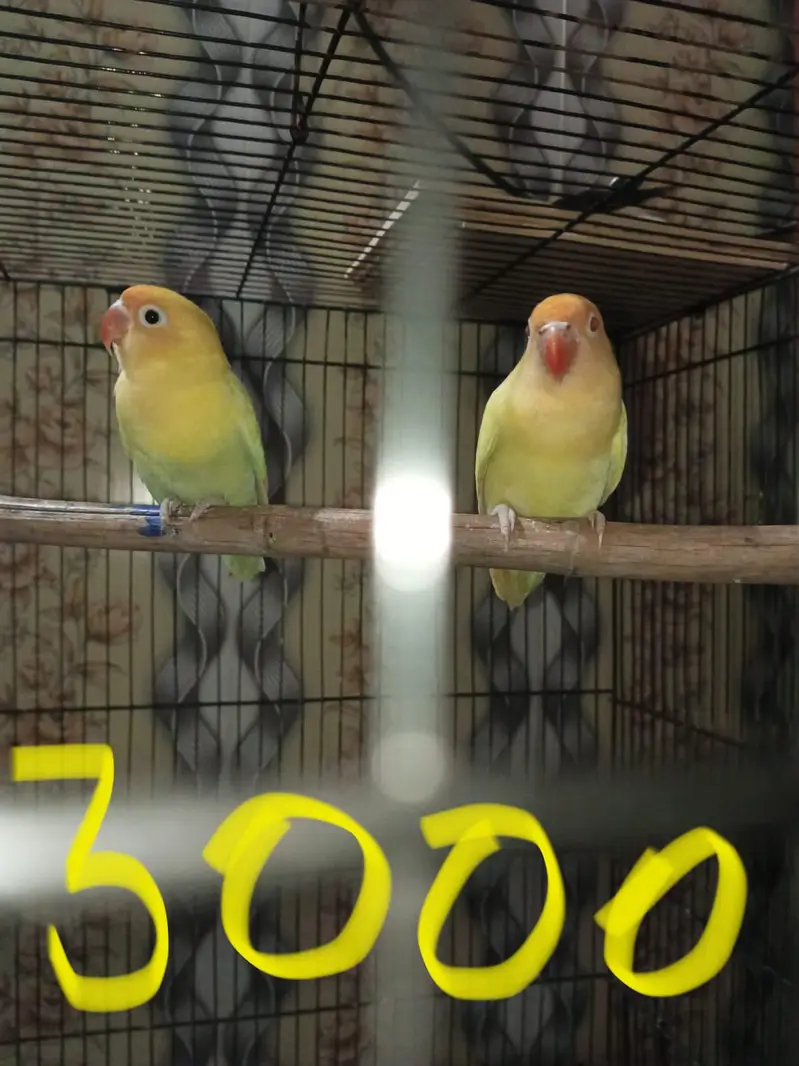 healthy Love bird pair