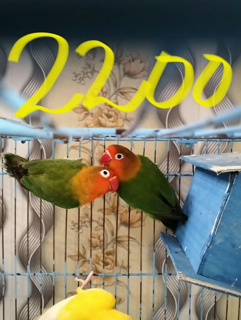 healthy Love bird pair — photo 2