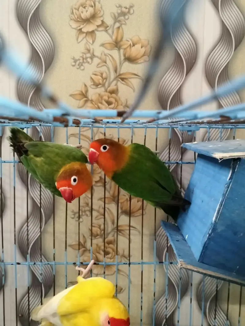 healthy Love bird pair — photo 3