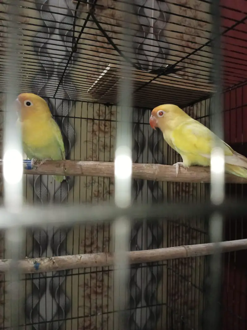healthy Love bird pair — photo 4