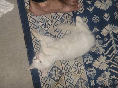 snow white persion male baby looking new home
