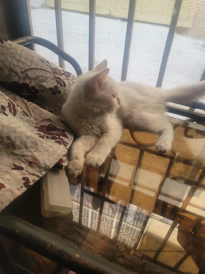 snow white persion male baby looking new home — photo 2