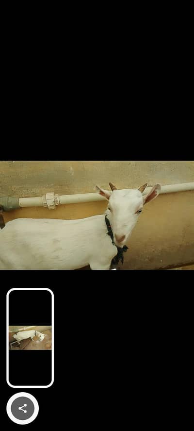 vip goat