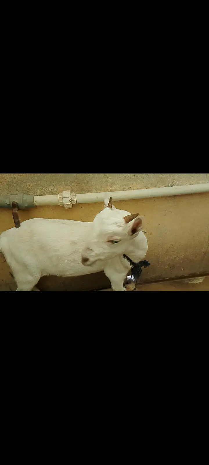 vip goat — photo 2
