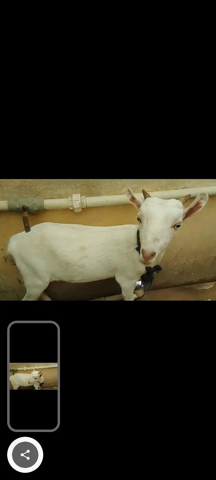 vip goat — photo 3