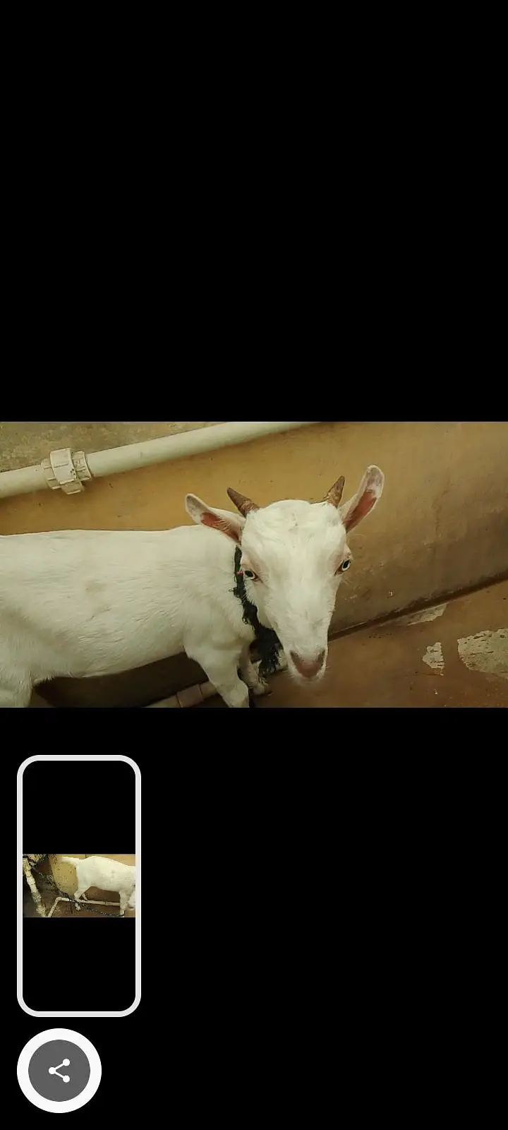 vip goat — photo 4