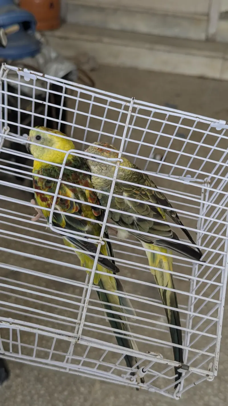 Rump olive green breeder pair looking for new shelter