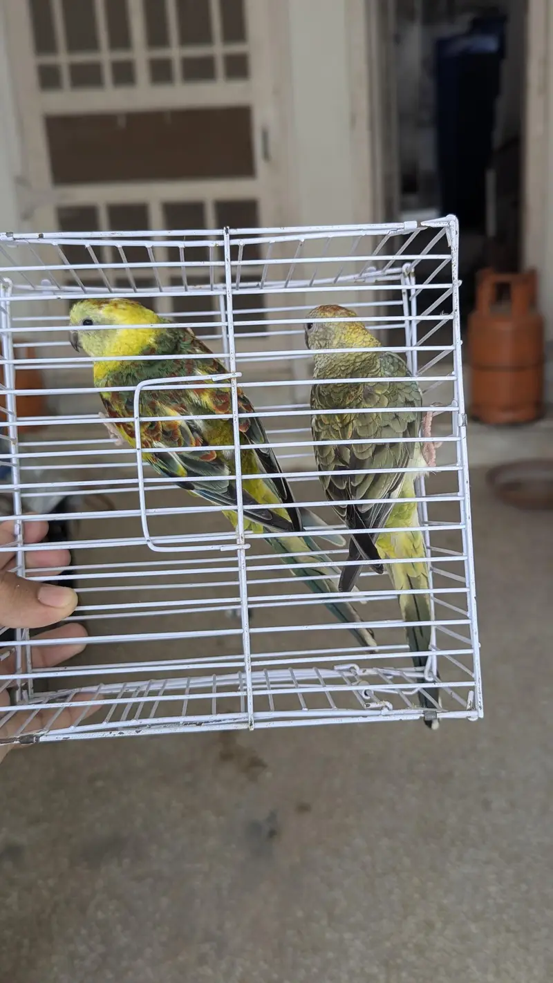 Rump olive green breeder pair looking for new shelter — photo 2