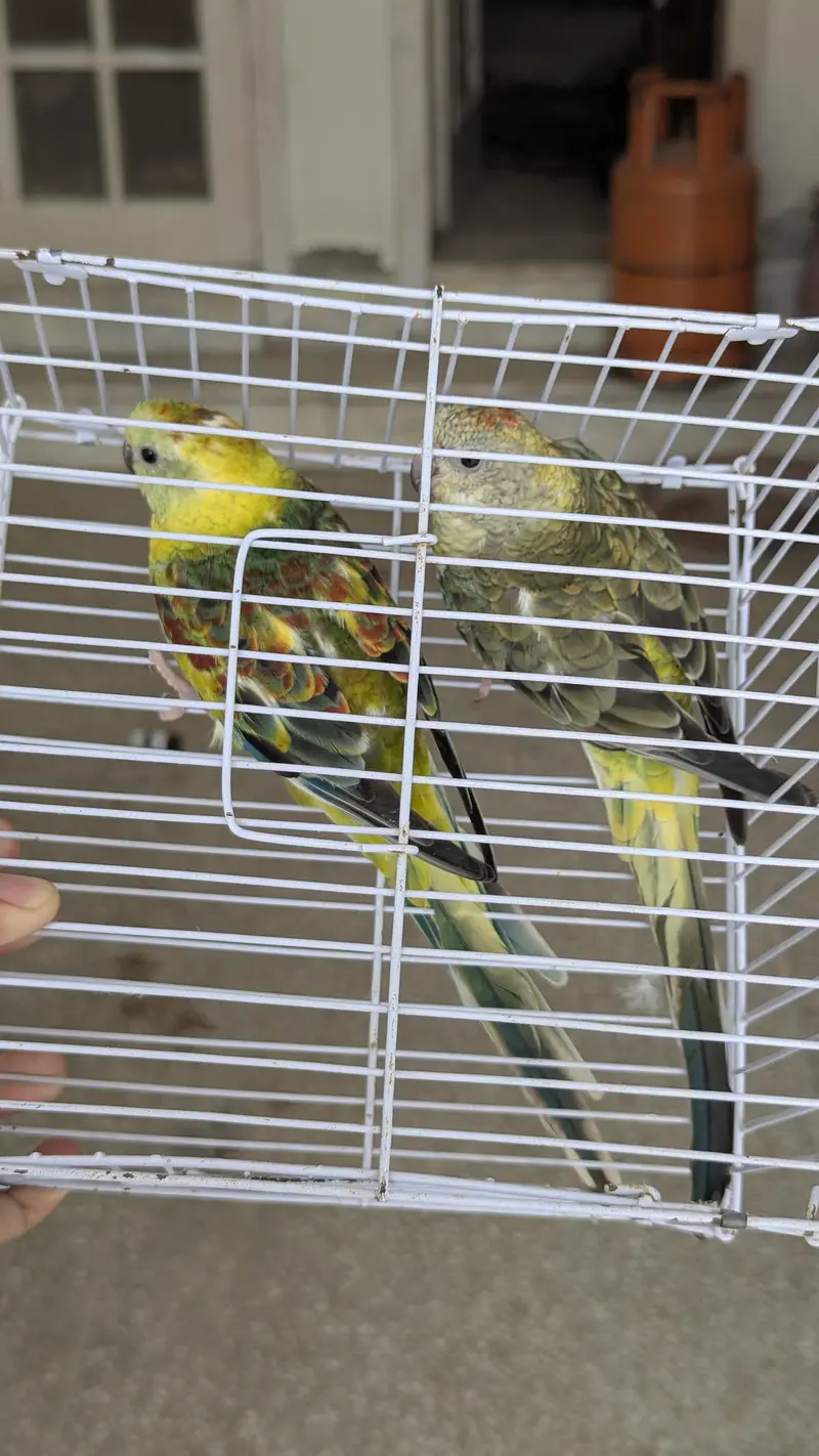 Rump olive green breeder pair looking for new shelter — photo 3